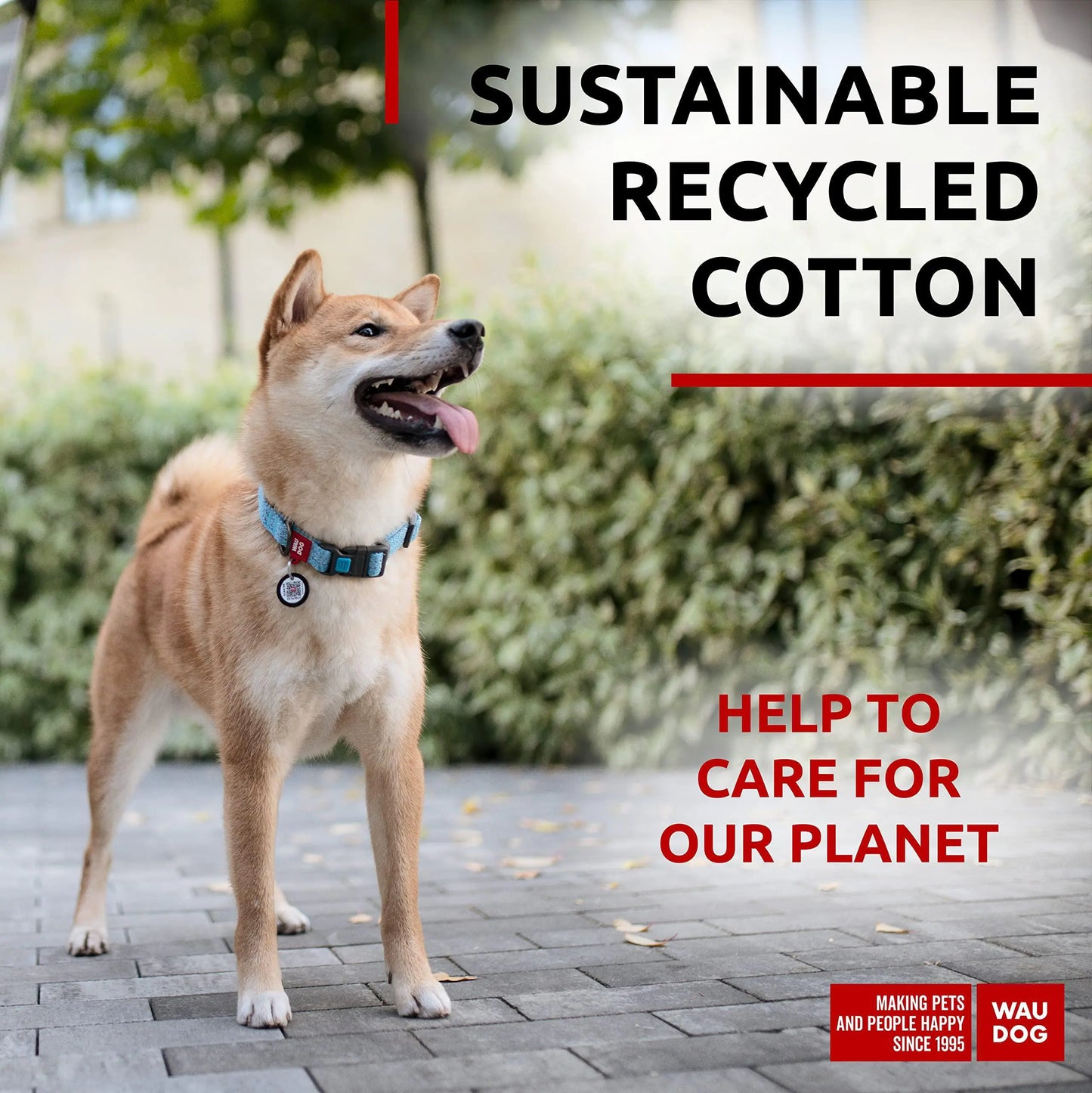 Blue Cotton Collar Medium